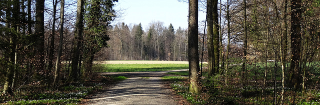 Bürgerwald