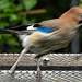 20210630 1228CPw [D~LIP] Eichelhäher (Garrulus glandarius), Bad Salzuflen