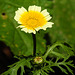 20210708 1383CPw [D~LIP] Kronen-Wucherblume (Glebionis coronaria var. discolor), Bad Salzuflen