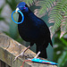 Satin bowerbird