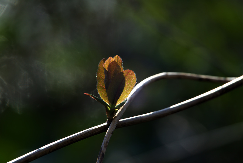 Leaf And Light