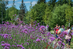 (207/365) Impression von der Landesgartenschau 2015 in Oelsnitz/Erzgebirge