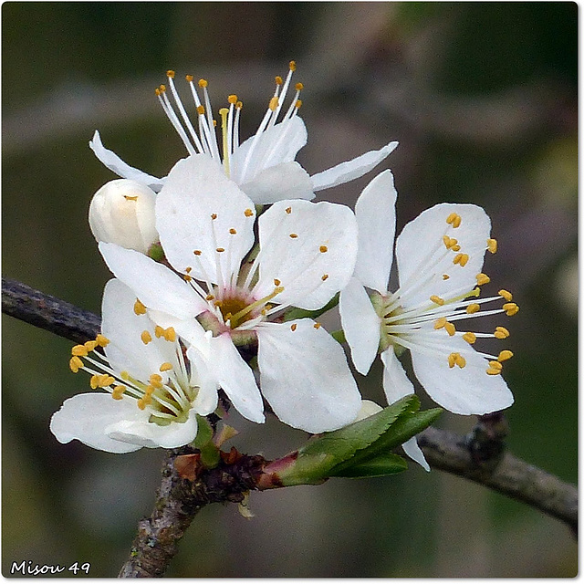 PRINTEMPS