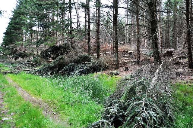 Scotland St. Cuthbert's Way