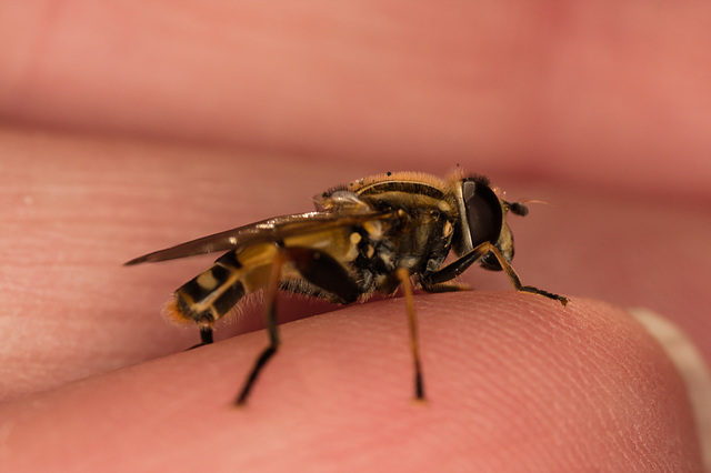 HoverflyIMG 3350