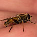 HoverflyIMG 3350