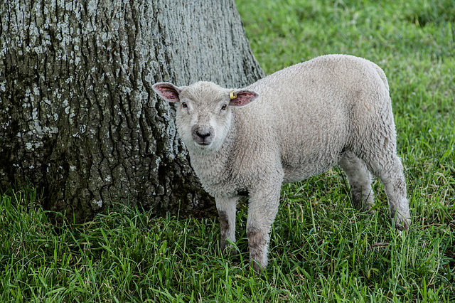 Spring Lamb