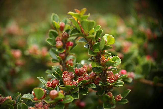 Bee Bush