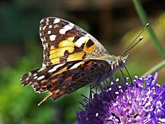 Painted Lady