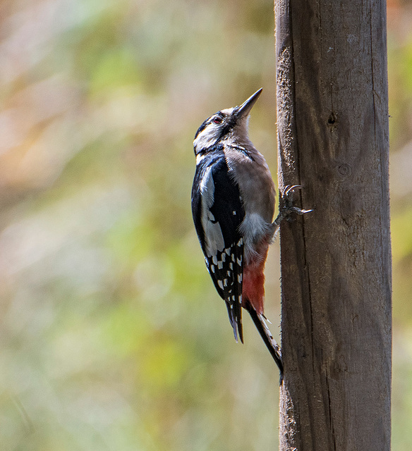 Great spotted woodpecker.8jpg