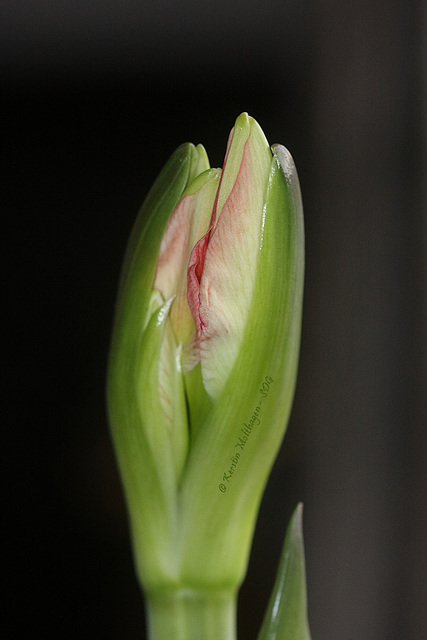 Kurz vor der Blüte