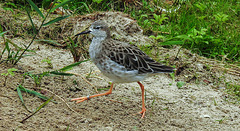 20190907 6051CPw [D~HRO] Kampfläufer (Philomachus pugnax), Zoo, Rostock