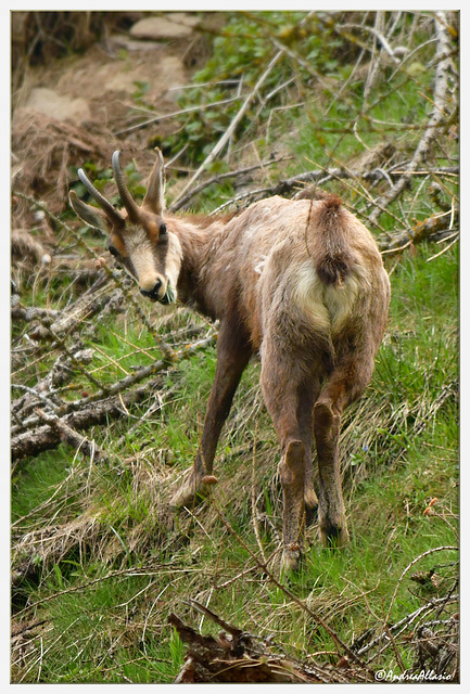 Chamois