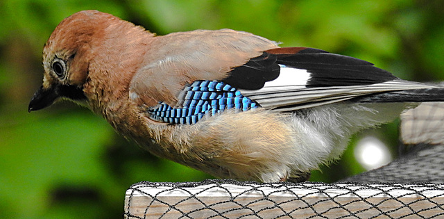 20210630 1229CPw [D~LIP] Eichelhäher (Garrulus glandarius), Bad Salzuflen