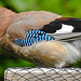 20210630 1229CPw [D~LIP] Eichelhäher (Garrulus glandarius), Bad Salzuflen