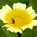 20210708 1386CPw [D~LIP] Kronen-Wucherblume (Glebionis coronaria var. discolor), Insekt, Bad Salzuflen