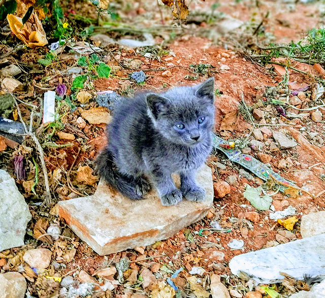 Chaton abandonné..