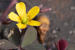 Oxalis corniculata