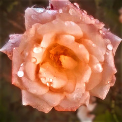 Raindrops On A Rose