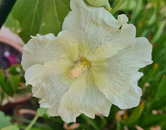 Hollyhock