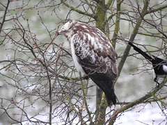 Mäusebussard