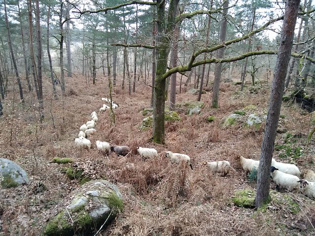 Transhumance du 16 mars 2016