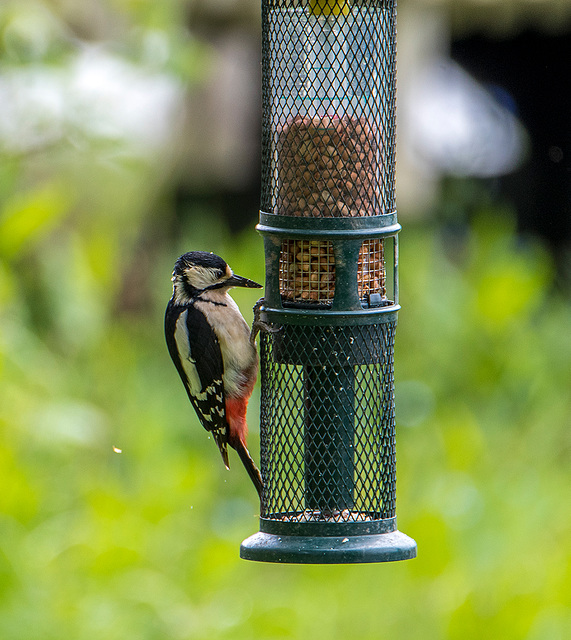 Great spotted woodpecker4