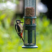 Great spotted woodpecker4