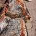 The Petrified Forest, 18Arizona