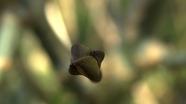 Budding Budding