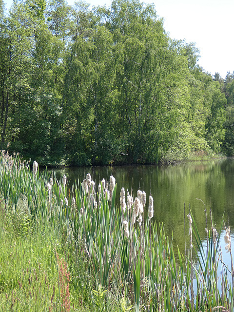 Charlottenhofer Weihergebiet