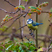 Blue tit