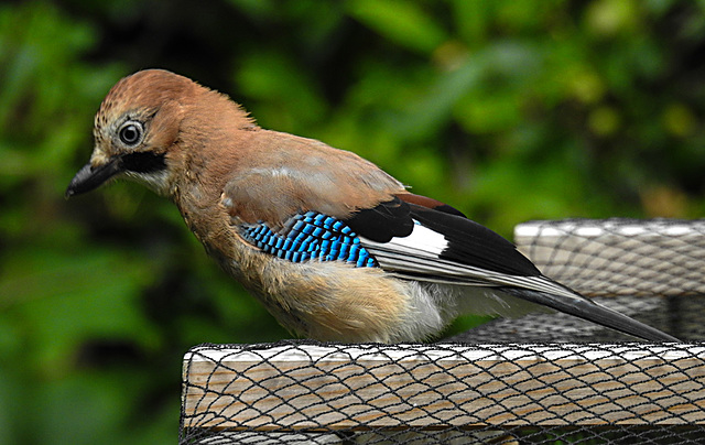 20210630 1230CPw [D~LIP] Eichelhäher (Garrulus glandarius), Bad Salzuflen
