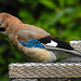 20210630 1230CPw [D~LIP] Eichelhäher (Garrulus glandarius), Bad Salzuflen