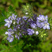 20210708 1390CPw [D~LIP] Rainfarn-Phazelie (Phacelia tanacetifolia) [Büschelschön], Bad Salzuflen