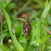 Marsh Orchid