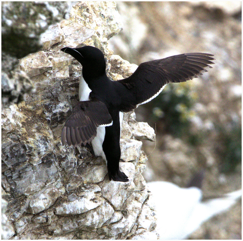 EF7A9348 -1RazorBill