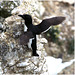 EF7A9348 -1RazorBill