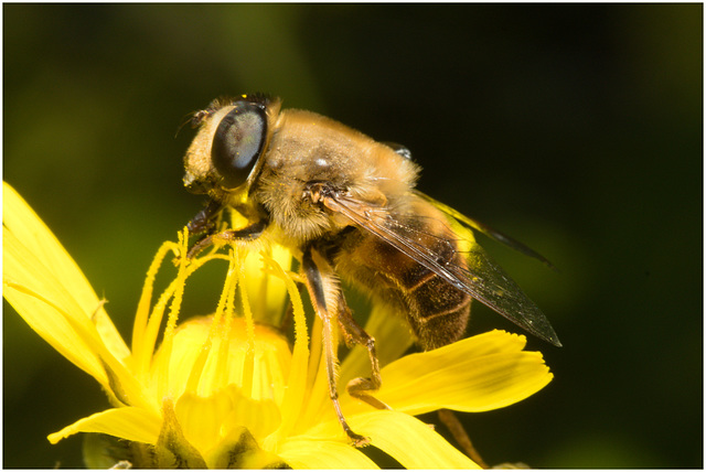 EF7A3915 Hoverfly