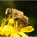 EF7A3915 Hoverfly