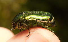 EF7A9950 Rose Chafer