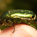 EF7A9950 Rose Chafer