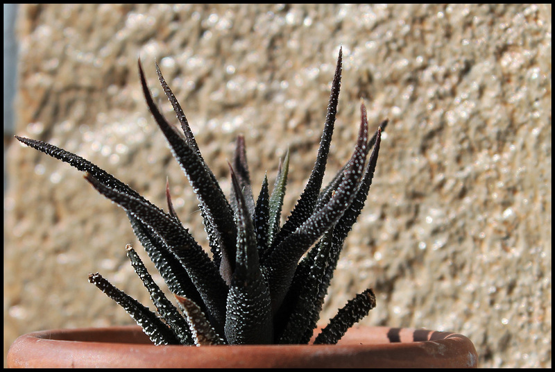 Haworthia kuentzii (1)