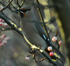 Waxwing