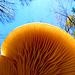 Beneath mushrooms