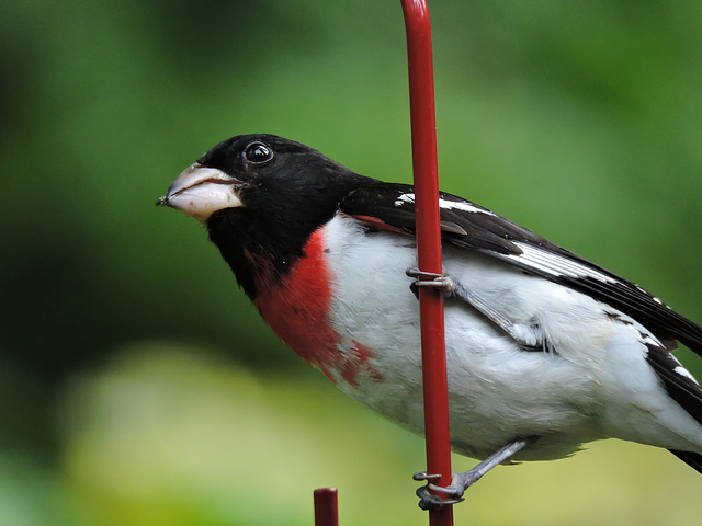 Rose-breasted Grosbeaks