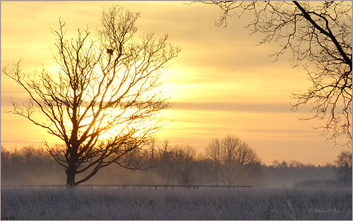 When the Sun is coming up behind the Tree...