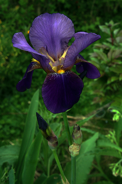 Fleur d'iris