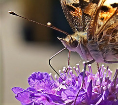 Painted Lady