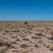 The Petrified Forest, 20Arizona